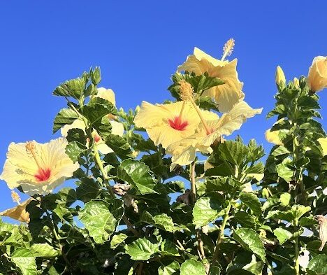 Remodeled or Original? What Buyers Inside Ocean Hills Need to Know