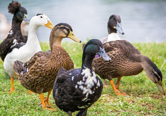 Ducks near a pond
