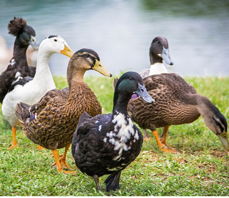 Ducks near a pond